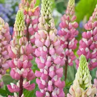 Arborix 6 x Lupinus 'The Chatelaine' - Lupine Pot 9x9 cm - Roze Bloeiende Vaste Plant