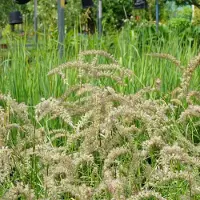 Arborix 6x Pennisetum orientale 'Tall Tails' Pot 9x9cm - Siergras voor in de tuin