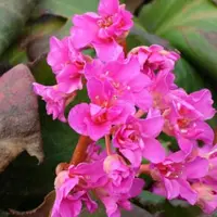 Arborix 6 x Bergenia 'Abendglut' - Schoenlappersplant pot 9x9 cm- Wintergroene Vaste Plant
