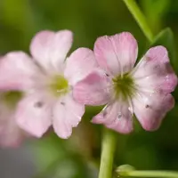 Arborix 6 x Gypsophila Repens 'Rosea' - Kruipend Gipskruid pot 9x9cm, bodembedekkend en luchtig bloeiend
