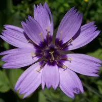 Arborix 6 x Catananche Caerulea - Blauwe Strobloem Pot 9x9 cm - Hemelsblauwe Bloeier