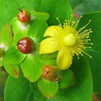 Arborix Hypericum Androsaemum - Mansbloed 30-40 cm pot