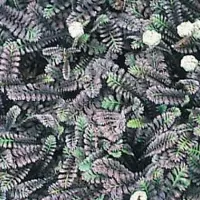 Arborix 6 x Leptinella Squalida 'Platt'S Black' - Speldenkussenplant pot 9x9cm