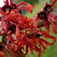 Arborix Hamamelis intermedia 'Diane' - Toverhazelaar - 40-60 cm in pot: Struik met koperrode bloemen in de late winter tot vroege lente, bekend om de geurige en opvallende bloemen.