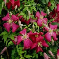 Arborix Clematis 'Madame Julia Correvon' - Bosrank - 50-60 cm in pot: Klimplant met wijnrode, spinvormige bloemen in de zomer.