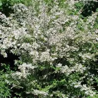 Arborix Kolkwitzia Amabilis - Koninginnestruik;Koninginnenstruik 30-50 cm pot