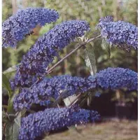 Arborix Buddleja Davidii 'Empire Blue' - Vlinderstruik - 40-60 cm in pot: Struik met blauw-paarse bloemen, aantrekkelijk voor vlinders.