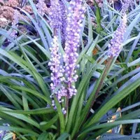Arborix 6 x Liriope Muscari 'Ingwersen' - Leliegras pot 9x9cm