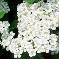 Arborix Spiraea Nipponica 'Snowmound' - Spierstruik - 40-60 cm: Sierlijke spierstruik met overvloedige witte bloesem.