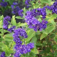 Arborix Caryopteris Clandonensis - Blauwe Spirea - 40-50 cm in pot: Struik met aromatische bladeren en helderblauwe bloemen in de late zomer en herfst.