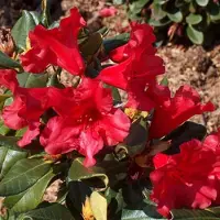 Arborix Rhododendron 'Baden-Baden' - 20-30 cm pot: Compacte struik met opvallende rode bloemen.
