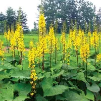 Arborix 6 x Ligularia Stenocephala 'The Rocket' - Grijsaard - Pot 9x9cm - Opvallende bloemen, vochtminnend