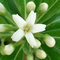 Arborix Pittosporum Tobira 'Nanum' - Australische laurier 25-30 cm pot