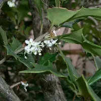 Arborix Osmanthus heterophyllus - Schijnhulst 30-40 cm in pot