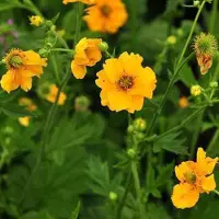 Arborix 6 x Trollius Chinensis 'Golden Queen' - Kogelbloem pot 9x9cm
