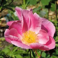 Arborix Rosa 'Rush' - Prachtige rozen voor in uw tuin