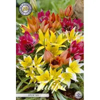 Sam van Schooten Specie Mix Botanical Tulpen Bollen 10 stuks bolmaat 6/7