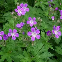 Arborix 6 x Geranium Sylvaticum - Bosooievaarsbek Pot 9x9 cm - Wilde Paarse Bloemen