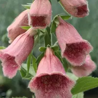 Arborix 6 x Digitalis 'Mertonensis' - Vingerhoedskruid pot 9x9cm