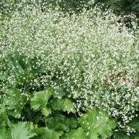 Arborix 6 x Crambe Cordifolia - Zeekool pot 9x9cm