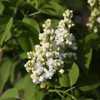 Arborix Syringa vulgaris 'Mme Lemoine' - Sering 40-60 cm in pot