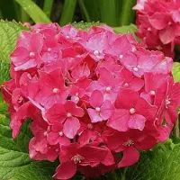 Arborix Hydrangea Macrophylla 'Deutschland' - Hortensia 25-30 cm in pot