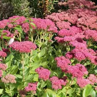 Arborix 6 x Sedum 'Herbstfreude' - Hemelsleutel pot 9x9cm