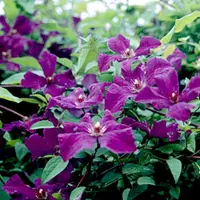 Arborix Clematis Viticella Polish Spirit Bosrank - Klimplant - 50-60 cm in pot - Donker paarse kleinbloemige clematis