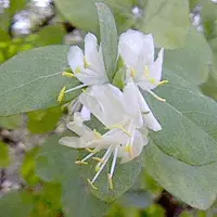 Arborix Lonicera Fragrantissima - Winterkamperfoelie 40-50 cm pot