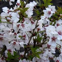 Arborix Prunus Nipponica 'Brillant' - Sierkers 60-80 cm pot