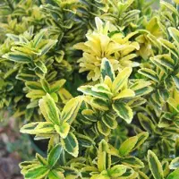 Arborix Euonymus Japonicus 'Microphyllus' - Japanse Kardinaalsmuts - 20-30 cm pot: Kleinbladige, compacte struik, perfect voor formele tuinen en hagen.