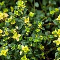 Arborix 6 x Thymus 'Doone Valley' - Tijm pot 9x9cm