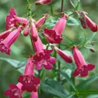 Arborix 6 x Penstemon 'Andenken An Friedrich Hahn' (= Garnet) - Schildpadbloem pot 9x9cm - Rijke bloeier