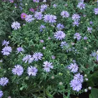 Arborix 6 x Aster Dumosus 'Lady In Blue' - Herfstaster pot 9x9cm - Blauwe bloemen, compacte groei