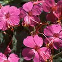 Arborix 6 x Geranium Macrorrhizum 'Czakor' - Ooievaarsbek pot 9x9cm - Bodembedekker