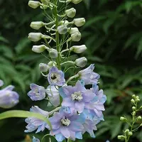 Arborix 6 x Delphinium 'Guinevere' - Ridderspoor pot 9x9 cm- Majestueuze Blauwe Torens
