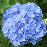 Arborix Hydrangea Macrophylla 'Blauer Zwerg' - Hortensia - 25-30 cm in pot: Compacte hortensia met blauwe bloemen, ideaal voor kleine tuinen.