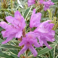 Arborix Rhododendron Ponticum - Rhododendron 40-60 cm pot