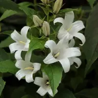 Arborix 6x Campanula lactiflora 'White Pouffe' Pot 9x9cm - Witte klokjesbloem van topkwaliteit