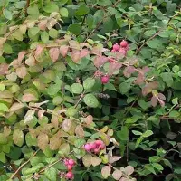 Arborix Symphoricarpos Chenaultii - Sneeuwbes 50-60 cm pot
