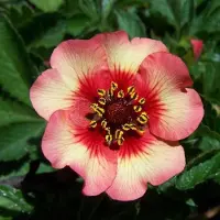 Arborix 6 x Potentilla Nepalensis 'Miss Willmott' - Ganzerik pot 9x9cm