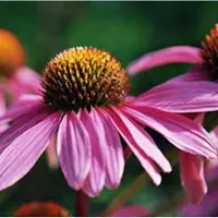 Arborix 6x Echinacea Purpurea 'Leuchtstern' - Zonnehoed pot 9x9cm - Bloeiend en winterhard