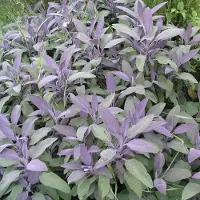 Arborix 6 x Salvia Officinalis 'Purpurascens' - Echte Salie pot 9x9cm - Purperbladige variant