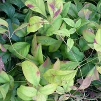 Arborix Nandina Domestica 'Firepower' - Hemelse bamboe 25-30 cm pot