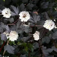 Arborix Physocarpus Opulifolius 'Red Baron' - Blaasspiraea 30-40 cm in pot
