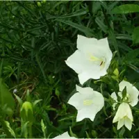 Arborix 6 x Campanula Pyramidalis 'Alba' - Klokje Pot 9x9 cm - Torenhoge Witte Bloemen