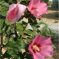 Arborix Hibiscus Syriacus Pink Giant ('Flogi') - Altheastruik 40-60 cm pot