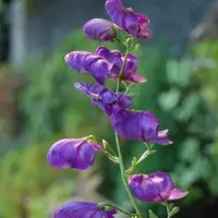 Arborix 6 x Aconitum 'Henryi Spark's Variety' - Monnikskap pot 9x9cm