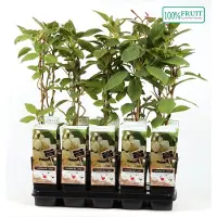 Arborix Actinidia Deliciosa 'Atlas' - Mannelijke Kiwi - 50-60 cm pot: Fruitdragende kiwiplant