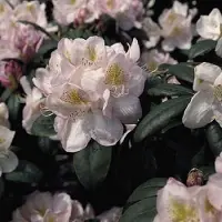 Arborix Rhododendron 'Gomer Waterer' - Rhododendron 40-50 cm pot